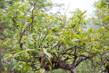 Load image into Gallery viewer, Lao Hei Zhai Raw Pu-erh Tea 2017 / 老黑寨古樹生茶 2017