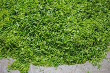 Load image into Gallery viewer, Lao Hei Zhai Raw Pu-erh Tea 2017 / 老黑寨古樹生茶 2017