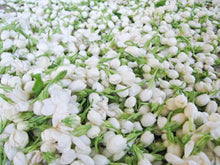 Load image into Gallery viewer, Pu-erh Jasmine Pearl / 普洱茉莉龙珠