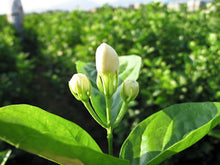 Load image into Gallery viewer, Pu-erh Jasmine Pearl / 普洱茉莉龙珠