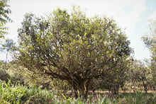 将图片加载到图库查看器,Single Tree Black Tea 2019 (Loose Tea) / 单株古树红茶 散茶