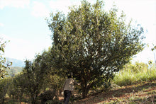 将图片加载到图库查看器,Single Tree Black Tea 2019 (Loose Tea) / 单株古树红茶 散茶