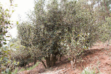 将图片加载到图库查看器,Single Tree Black Tea 2019 (Loose Tea) / 单株古树红茶 散茶