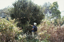 Load image into Gallery viewer, Single Tree Raw Pu-erh Tea 2021 (Loose Tea) / 単株普洱生茶 散茶