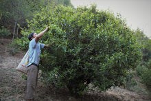 Load image into Gallery viewer, Single Tree Raw Pu-erh Tea 2021 (Loose Tea) / 単株普洱生茶 散茶
