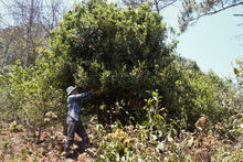 Load image into Gallery viewer, Single Tree Raw Pu-erh Tea 2021 (Loose Tea) / 単株普洱生茶 散茶