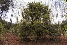 Load image into Gallery viewer, Single Tree Raw Pu-erh Tea 2021 (Loose Tea) / 単株普洱生茶 散茶