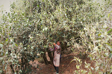 Load image into Gallery viewer, Single Tree Raw Pu-erh Tea 2021 (Loose Tea) / 単株普洱生茶 散茶