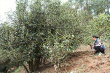 Load image into Gallery viewer, Single Tree Raw Pu-erh Tea 2021 (Loose Tea) / 単株普洱生茶 散茶