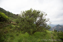 将图片加载到图库查看器,凤凰乌岽 老枞文种单株 2017
