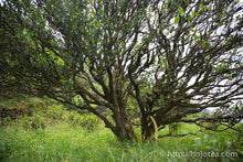 将图片加载到图库查看器,凤凰乌岽 老枞文种单株 2017