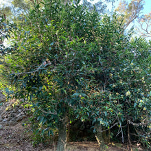 Load image into Gallery viewer, Phoenix Dan Cong Xin Ren Xiang 2021 / 鳳凰単叢老欉 杏仁香