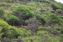 将图片加载到图库查看器,凤凰单丛 老枞银花香单株 2021