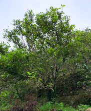 将图片加载到图库查看器,凤凰单丛 老枞银花香单株 2021