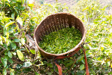 Load image into Gallery viewer, Yan Ming Shan Raw Pu-erh 2017 / 岩鸣山古树生茶