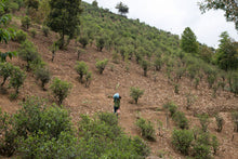 Load image into Gallery viewer, Ma An Shan Raw Pu-erh 2015 / 马鞍山古树生茶 2015