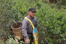 Load image into Gallery viewer, Ma An Shan Raw Pu-erh 2015 / 马鞍山古树生茶 2015