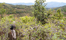 Load image into Gallery viewer, Xian Su Shan Raw Pu-erh Tea 2013 / 仙宿山古树生茶 2013
