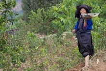 Load image into Gallery viewer, Xian Su Shan Raw Pu-erh Tea 2013 / 仙宿山古树生茶 2013