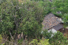 Load image into Gallery viewer, Xian Su Shan Raw Pu-erh Tea 2013 / 仙宿山古树生茶 2013