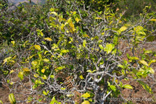 Load image into Gallery viewer, Huang Wu Lin Raw Pu-erh 2013 / 黄芜林古树生茶