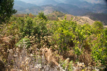 Load image into Gallery viewer, Huang Wu Lin Raw Pu-erh 2013 / 黄芜林古树生茶