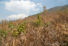 Load image into Gallery viewer, Huang Wu Lin Raw Pu-erh 2013 / 黄芜林古树生茶