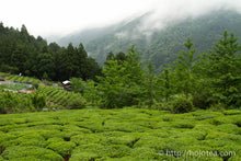 将图片加载到图库查看器,春日再来煎茶 / 春日在来煎茶