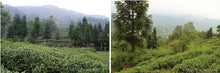 Load image into Gallery viewer, Meng Ding Gan Lu / 蒙顶甘露