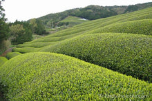 将图片加载到图库查看器,宇治煎茶深蒸 / 宇治煎茶深蒸し仕立テ