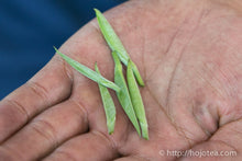 将图片加载到图库查看器,云南雪芽 - 单芽绿茶 / 云南雪芽绿茶