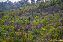 将图片加载到图库查看器,云南雪芽 - 单芽绿茶 / 云南雪芽绿茶