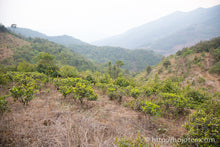 将图片加载到图库查看器,云南雪芽 - 单芽绿茶 / 云南雪芽绿茶