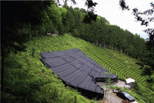 将图片加载到图库查看器,本山蛇塚玉露