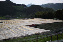 将图片加载到图库查看器,Yame Gyokuro / 八女玉露