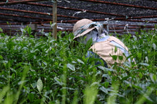 将图片加载到图库查看器,Yame Gyokuro / 八女玉露