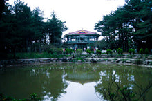 将图片加载到图库查看器,天池梨山茶