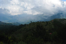 将图片加载到图库查看器,天池梨山茶