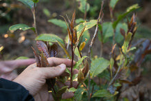 Load image into Gallery viewer, Wild White Tea Bud / 野生白芽苞