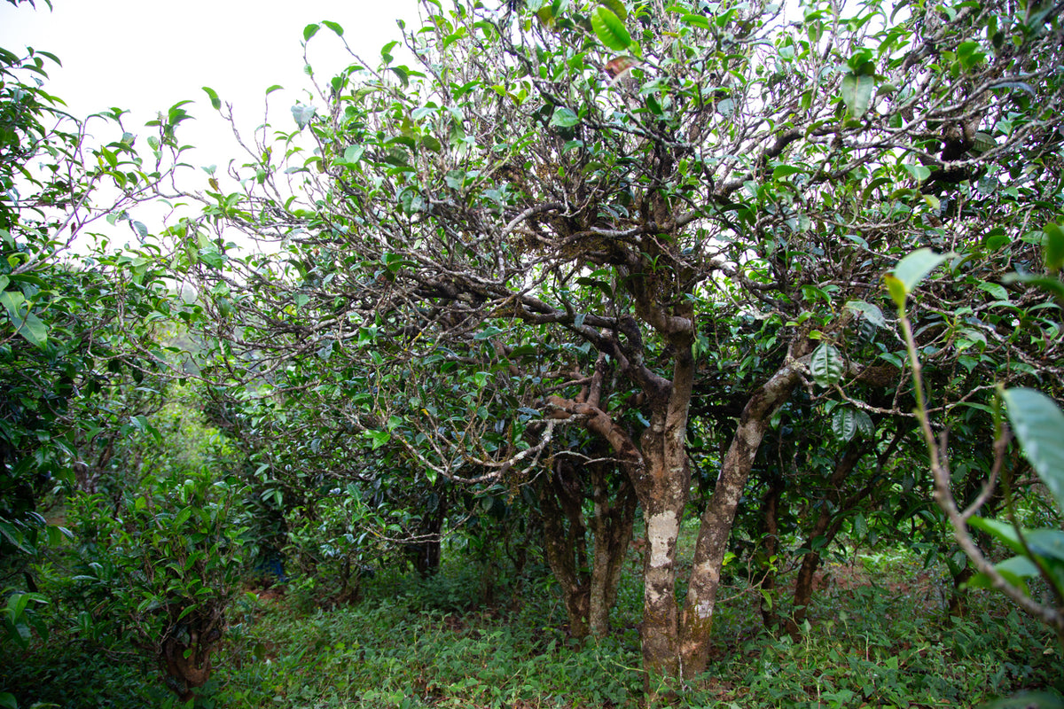 Single Tree Tea – HOJO TEA MY