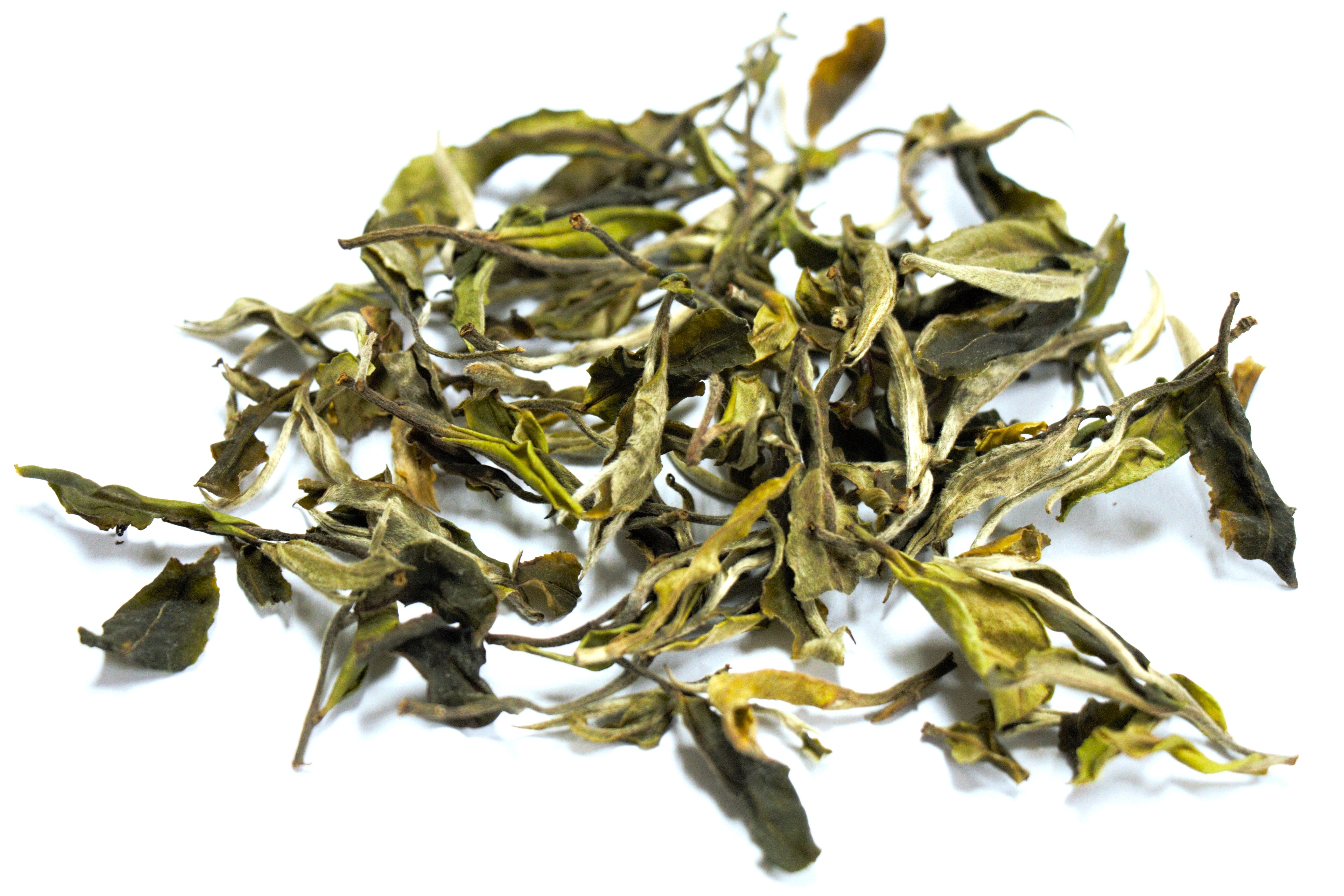 白牡丹白茶2022 – HOJO TEA MY