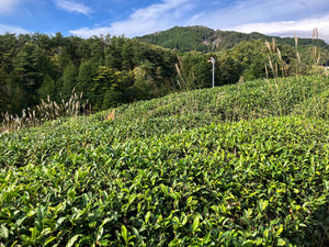 Dosenbo Zairai Sencha / 童仙房在来煎茶