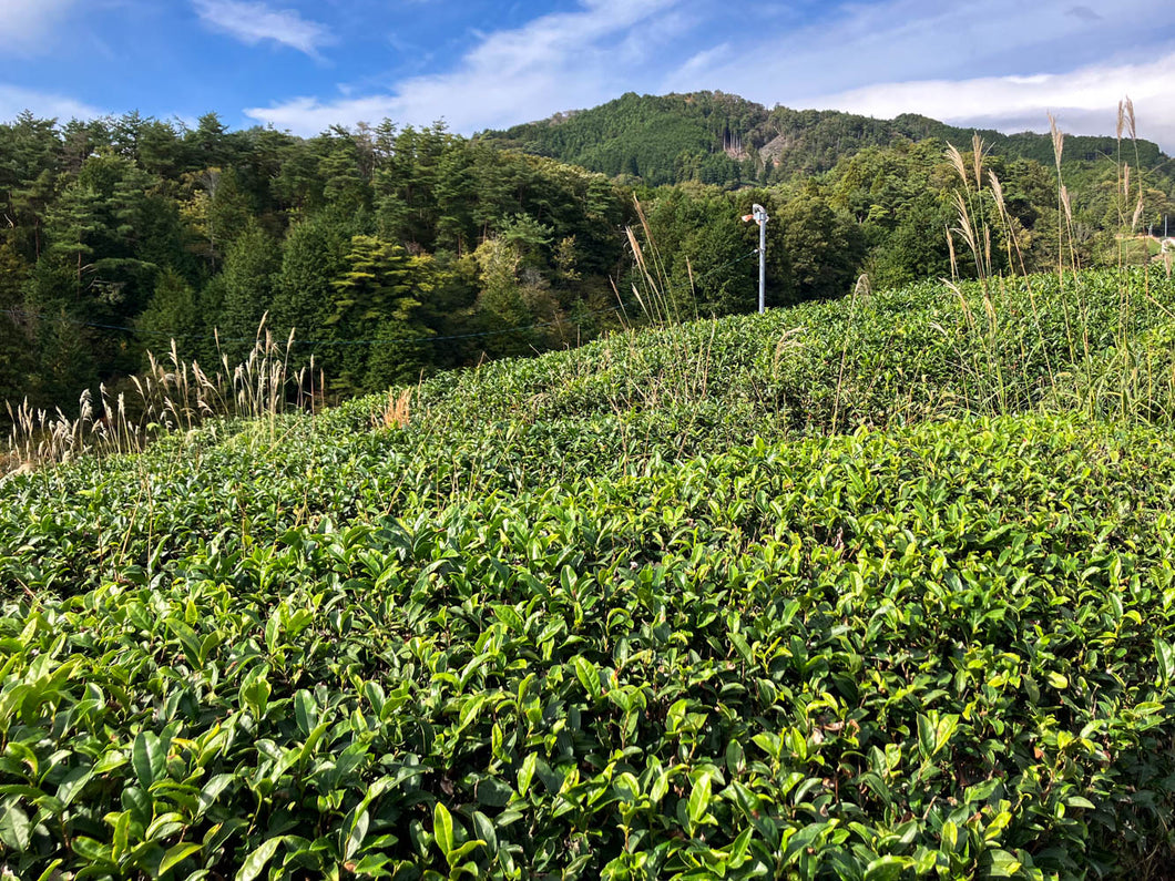 Dosenbo Zairai Sencha / 童仙房在来煎茶