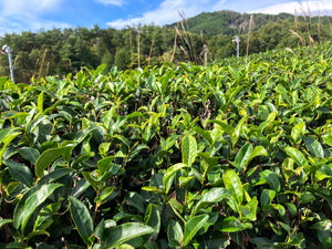 Dosenbo Zairai Sencha / 童仙房在来煎茶