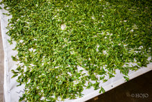 将图片加载到图库查看器，Da Xue Shan Wild White Tea 2026
