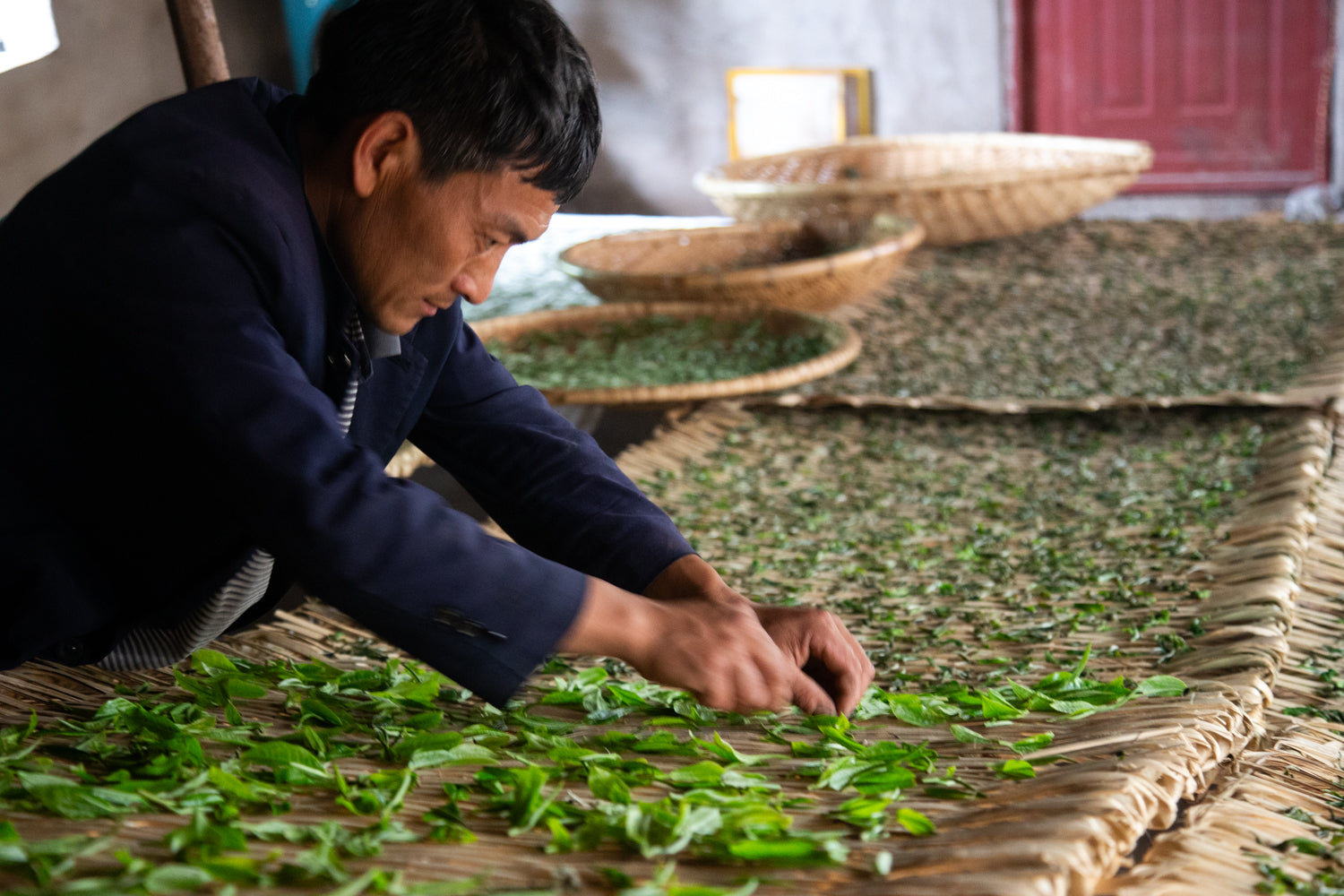 Spreading freshly picked tea leaves on bamboo mats