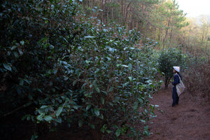 Pine Forest Ancient Garden - Single Tree Raw Pu-erh