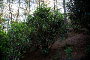 Pine Forest Ancient Garden - Single Tree Raw Pu-erh