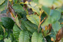 Load image into Gallery viewer, Wild White Tea Bud / 野生白芽苞
