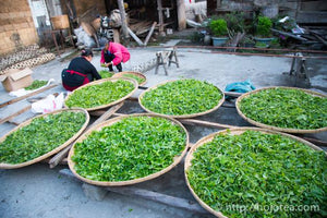 Lao Hei Zhai Raw Pu-erh Tea 2017 / 老黑寨古樹生茶 2017